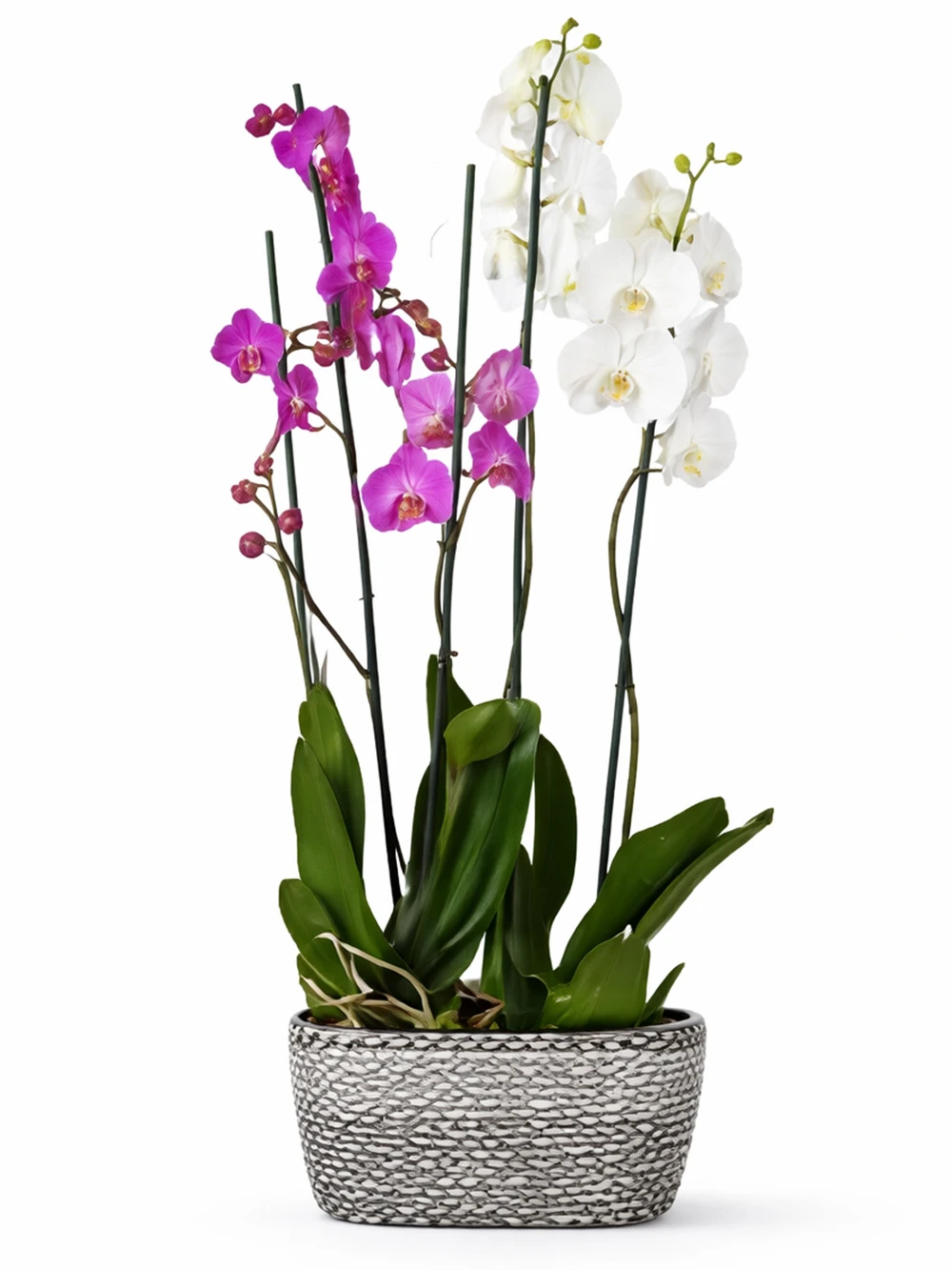 4 Dallı Mor Beyaz Orkide - salon-ofis-bitkileri - Açelya Çiçek