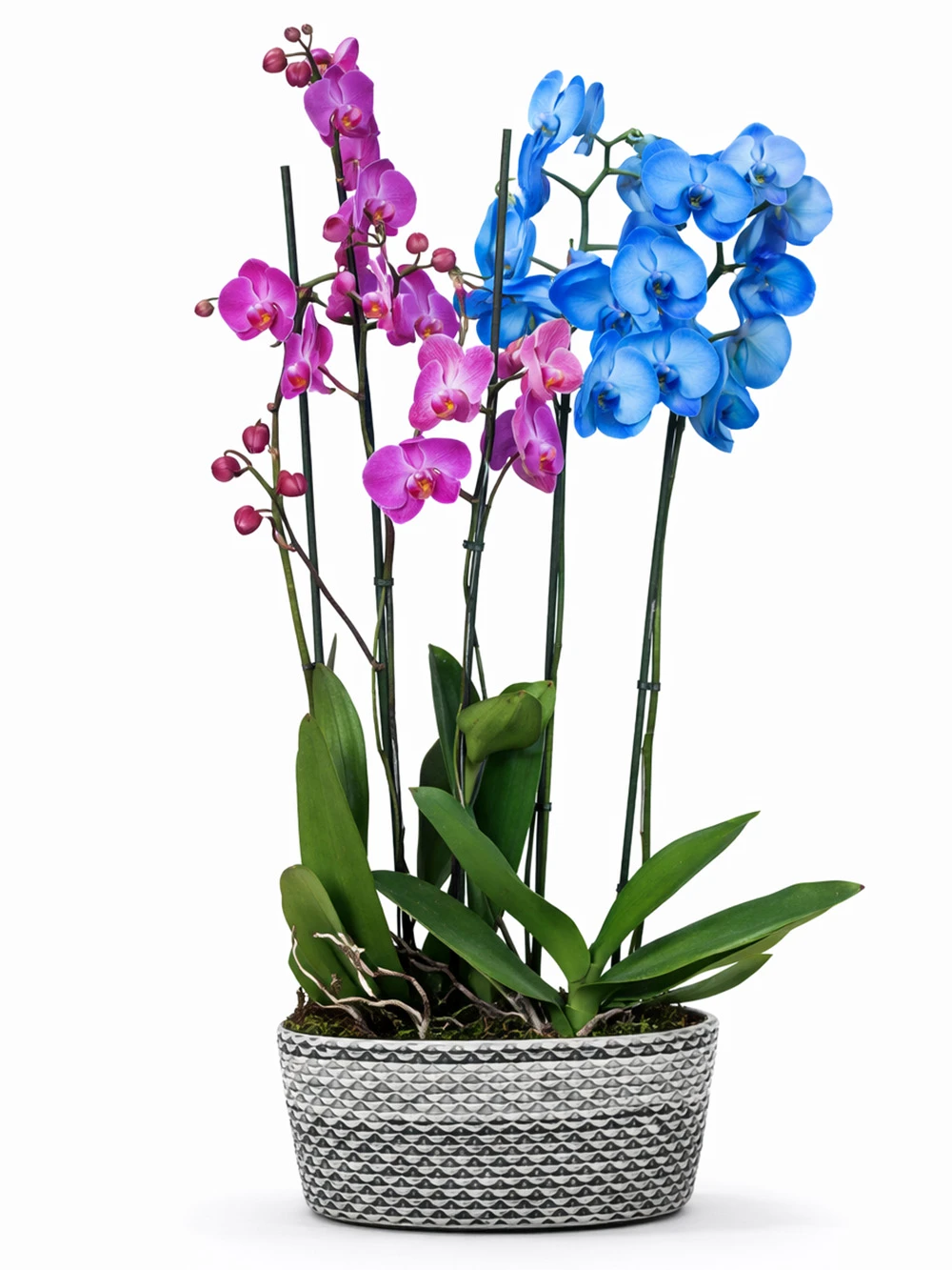 4 Dallı Mor Mavi Orkide - salon-ofis-bitkileri - Açelya Çiçek