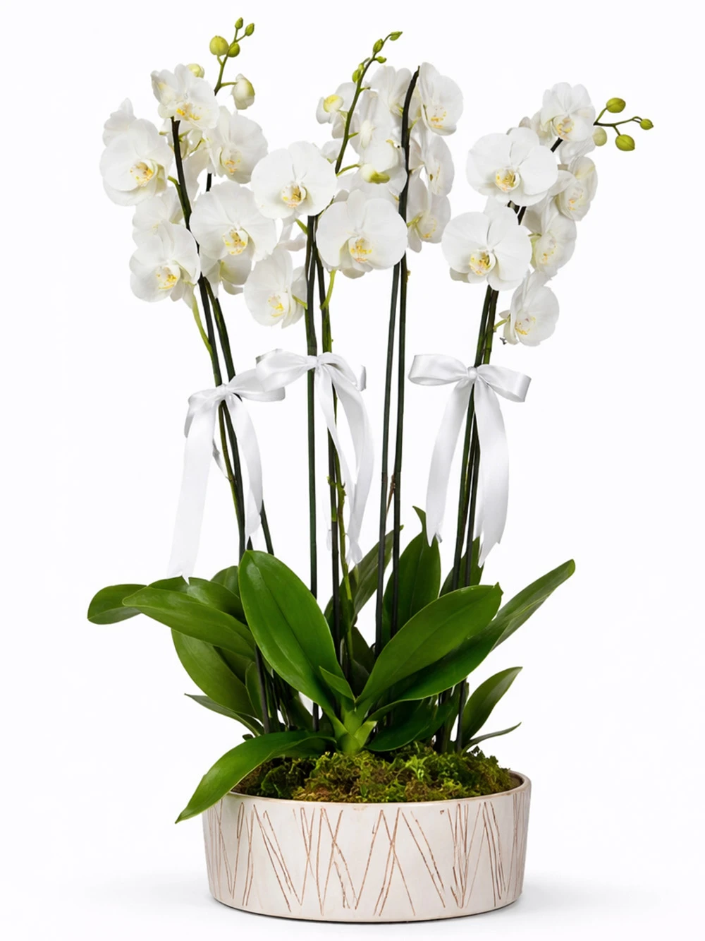 5 Dallı Beyaz Orkide - salon-ofis-bitkileri - Açelya Çiçek