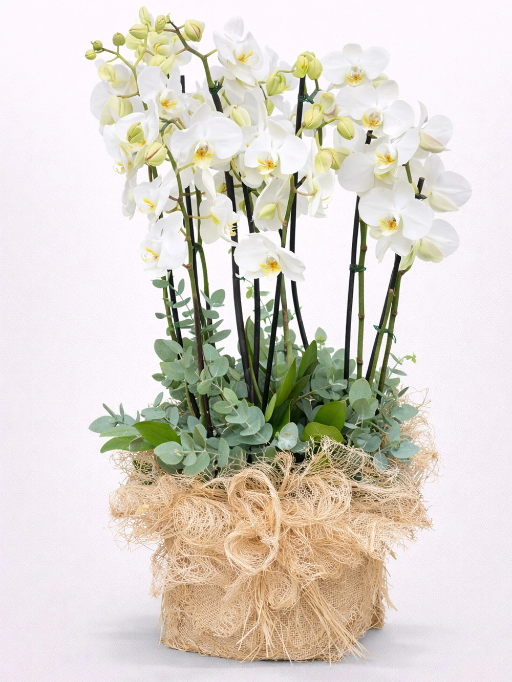 6 Dallı Beyaz Orkide - salon-ofis-bitkileri - Açelya Çiçek