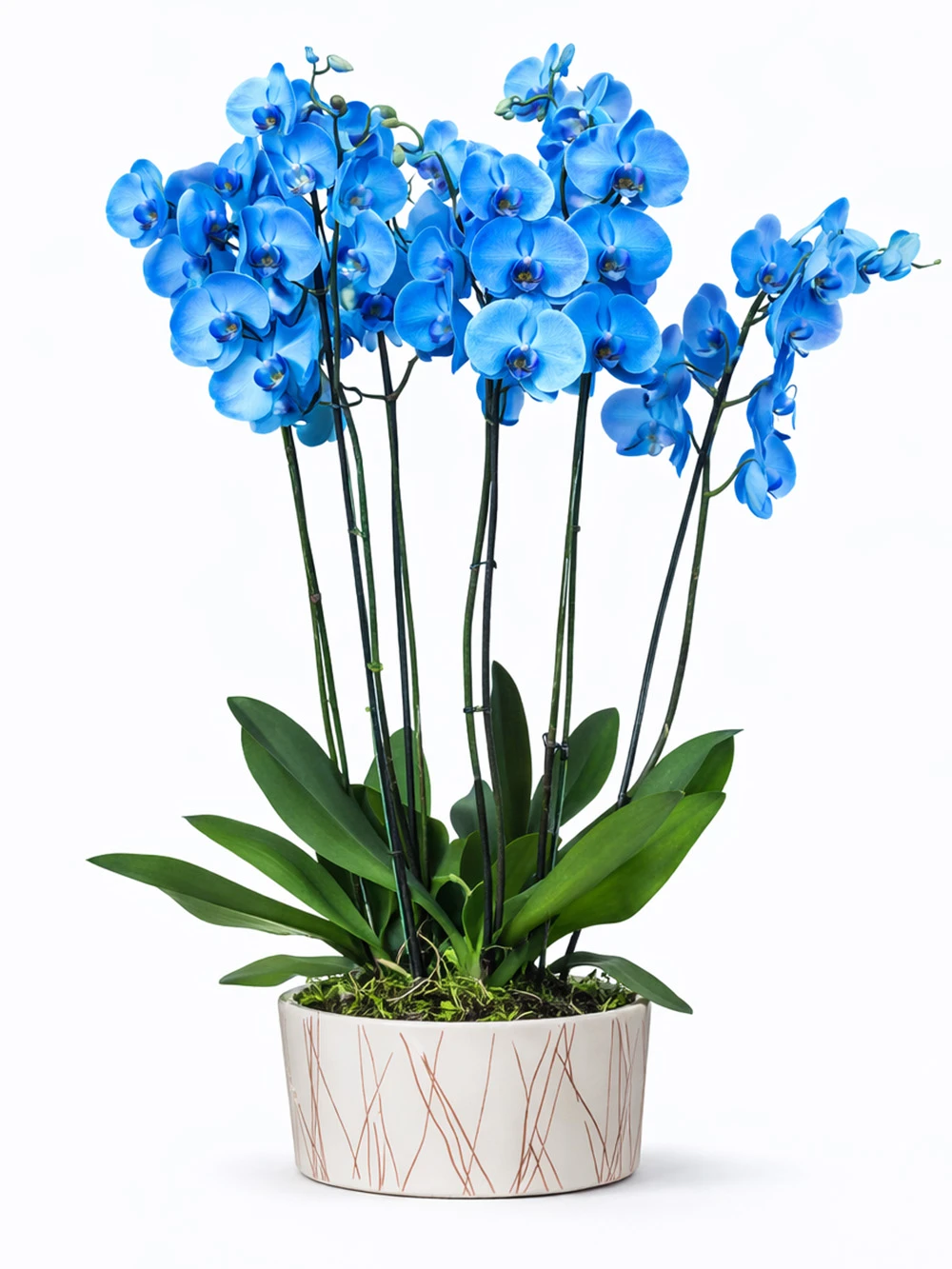 6 Dallı Mavi Orkide - salon-ofis-bitkileri - Açelya Çiçek