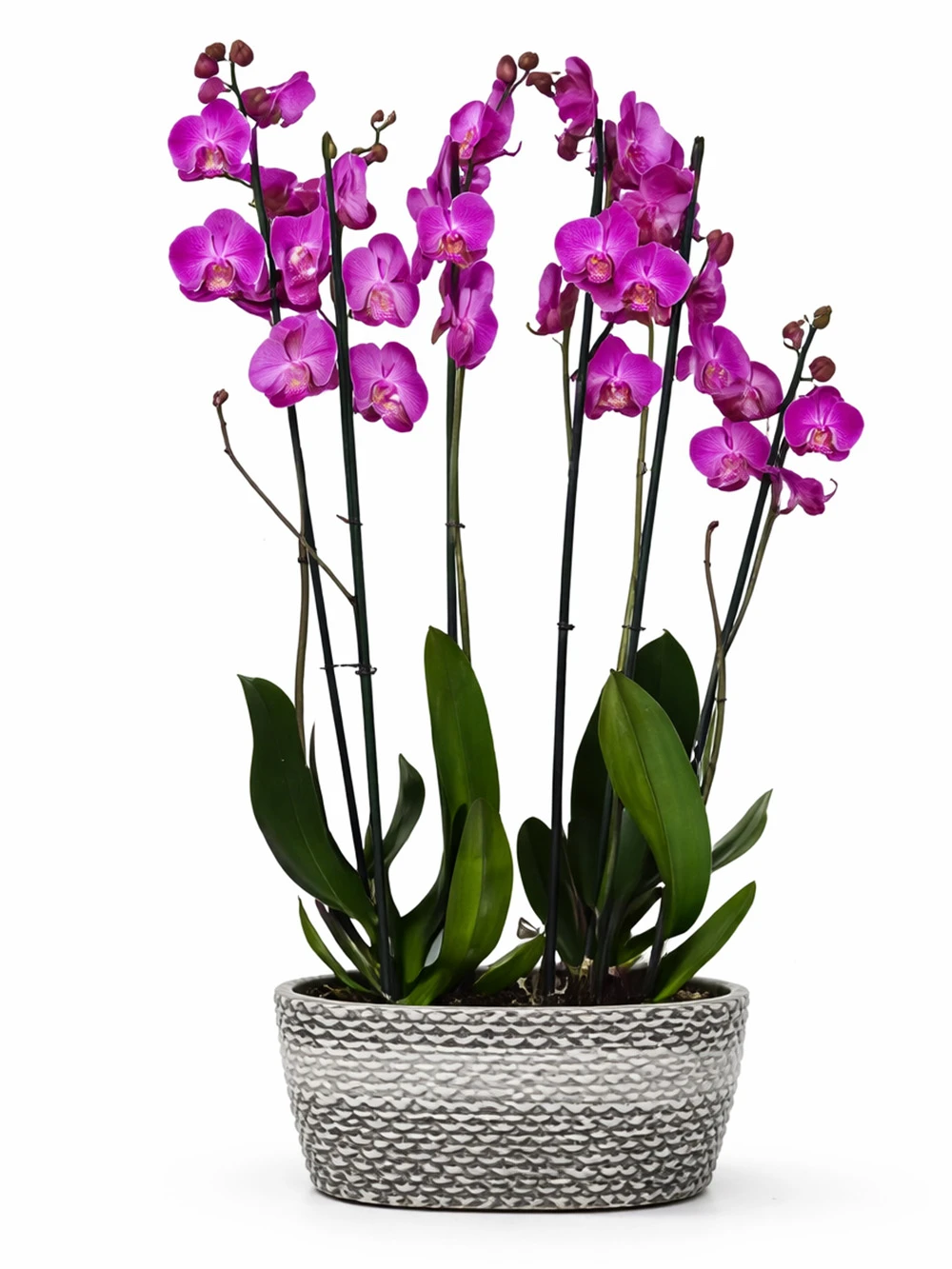 6 Dallı Mor Orkide - salon-ofis-bitkileri - Açelya Çiçek