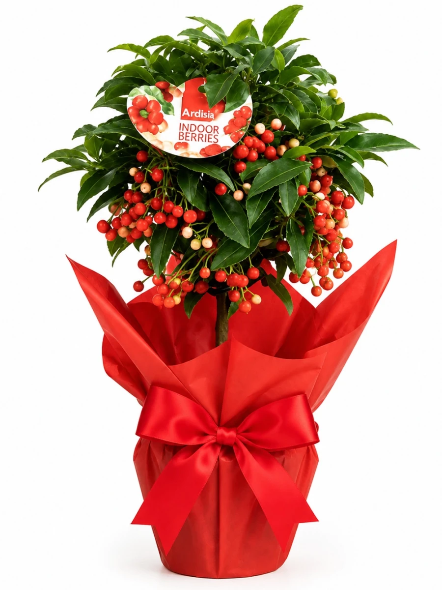 Ardisia Hediye Paketli - salon-ofis-bitkileri - Açelya Çiçek