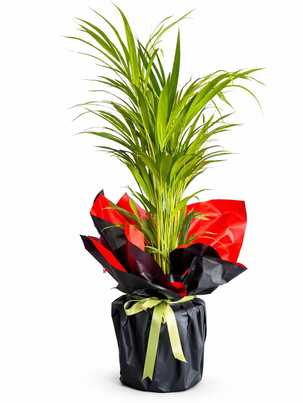 Areka Küçük Hediye Paketli - salon-ofis-bitkileri - Açelya Çiçek