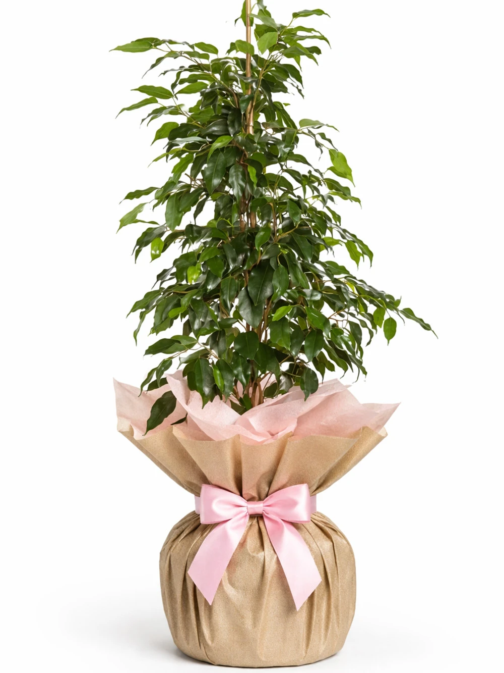 Benjamin 100cm Hediye Paketli - salon-ofis-bitkileri - Açelya Çiçek