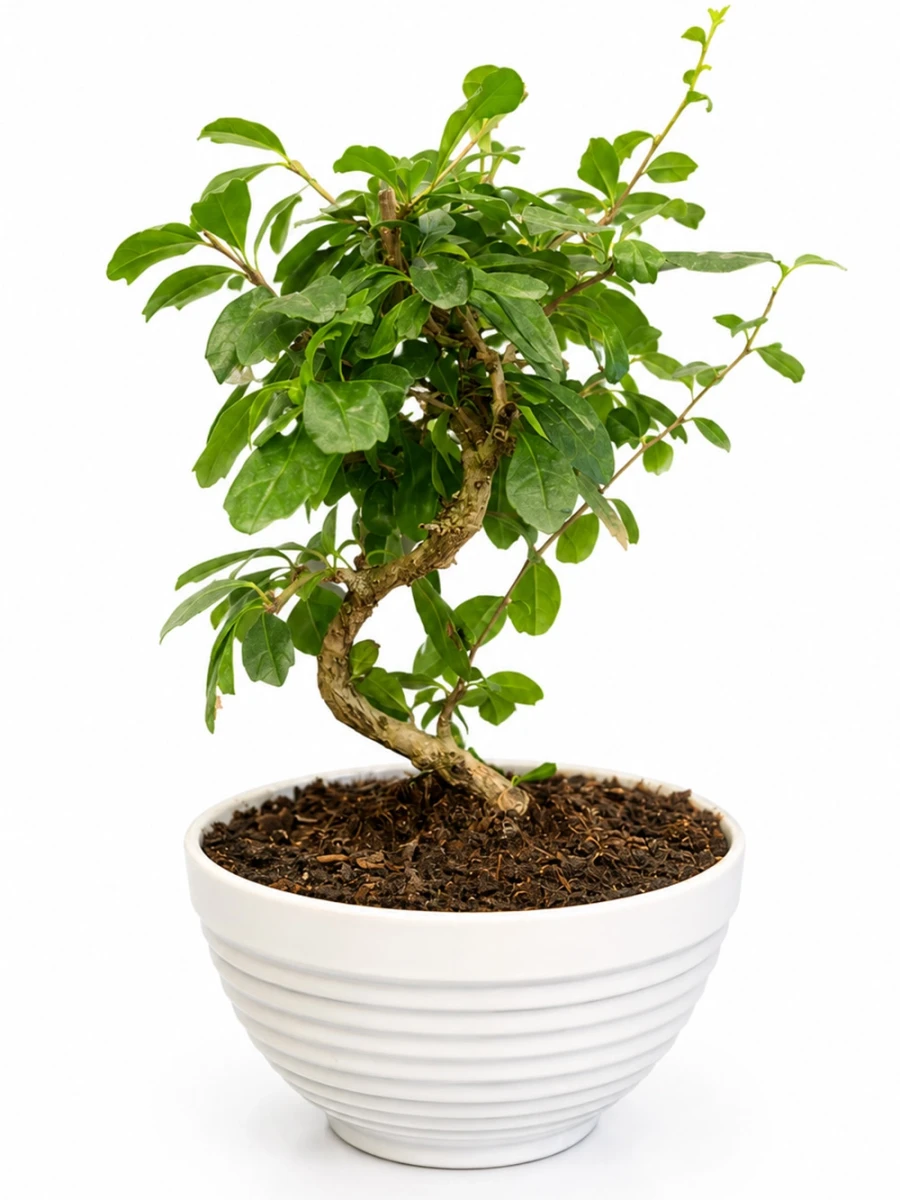 Bonsai Ağacı - salon-ofis-bitkileri - Açelya Çiçek