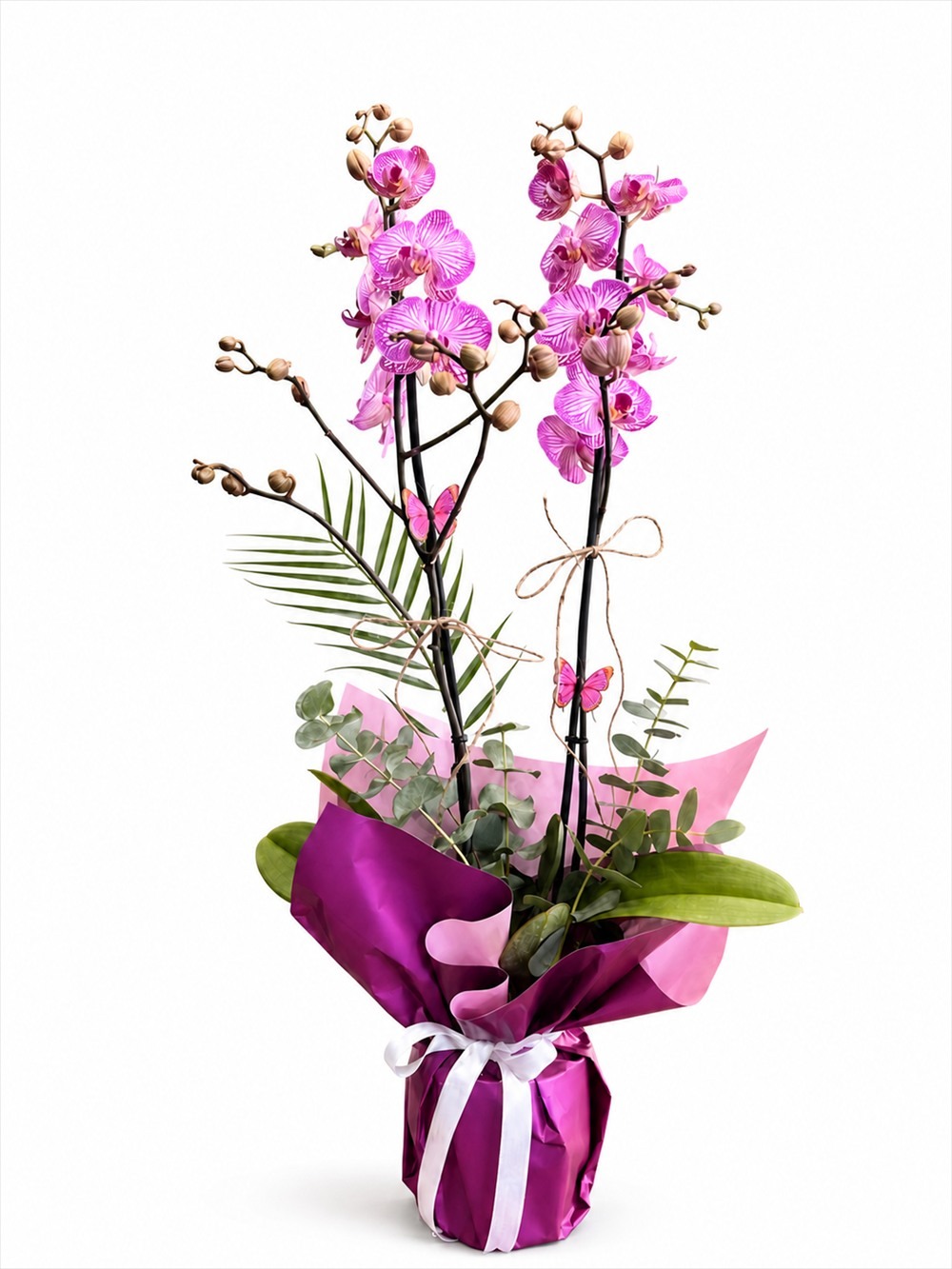 Çizgili Pembe Orkide - Salonofisbitkileri - Açelya Çiçek