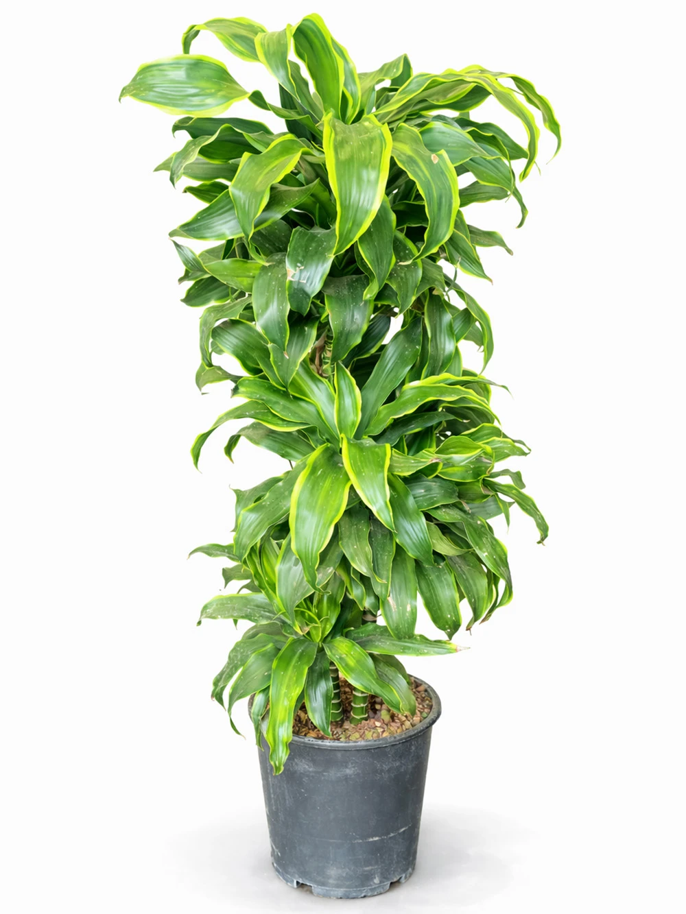 Dracaena Dorado 3 Kök - salon-ofis-bitkileri - Açelya Çiçek