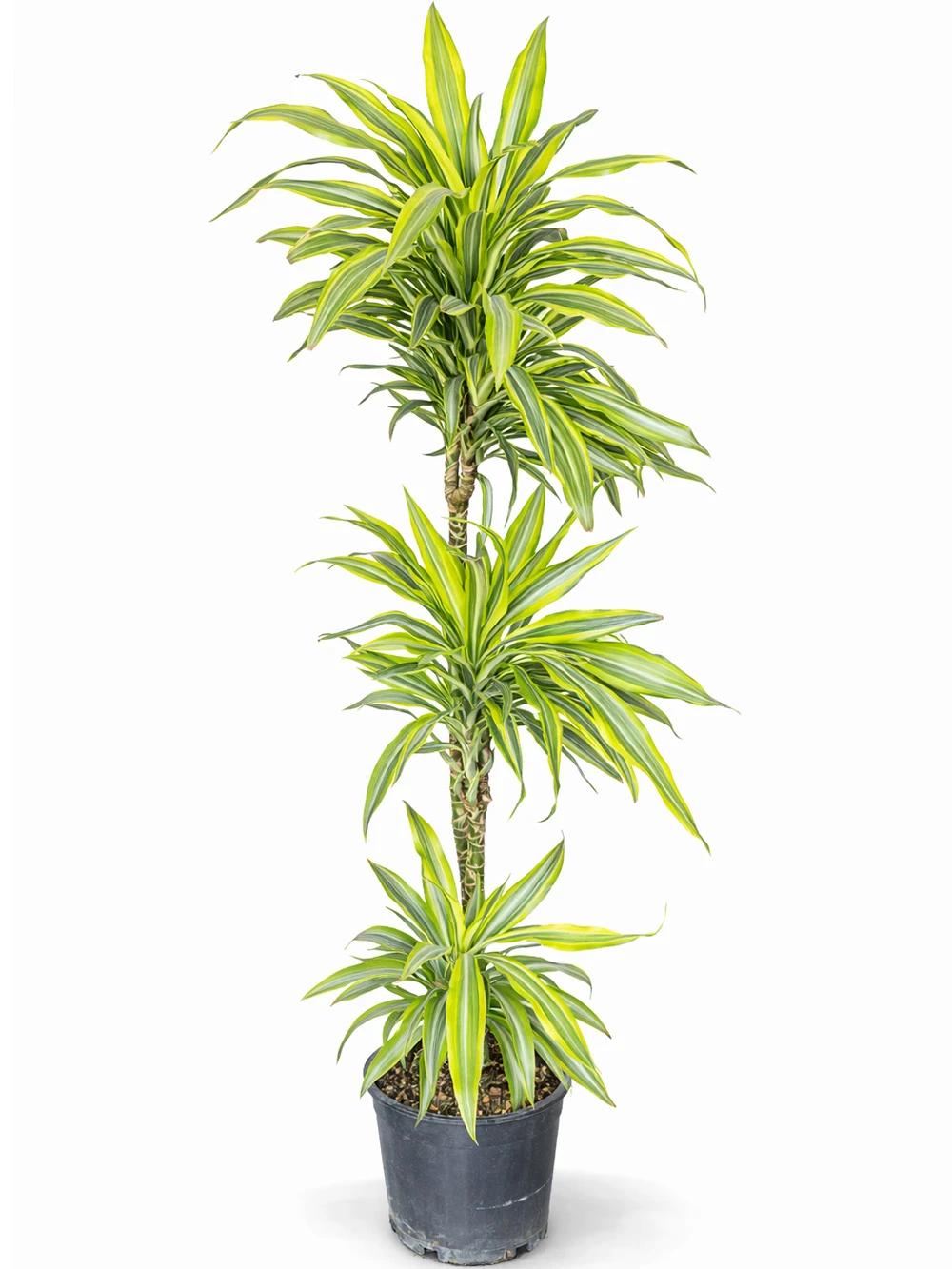 Dracaena Leman Lime 3 Kök - salon-ofis-bitkileri - Açelya Çiçek