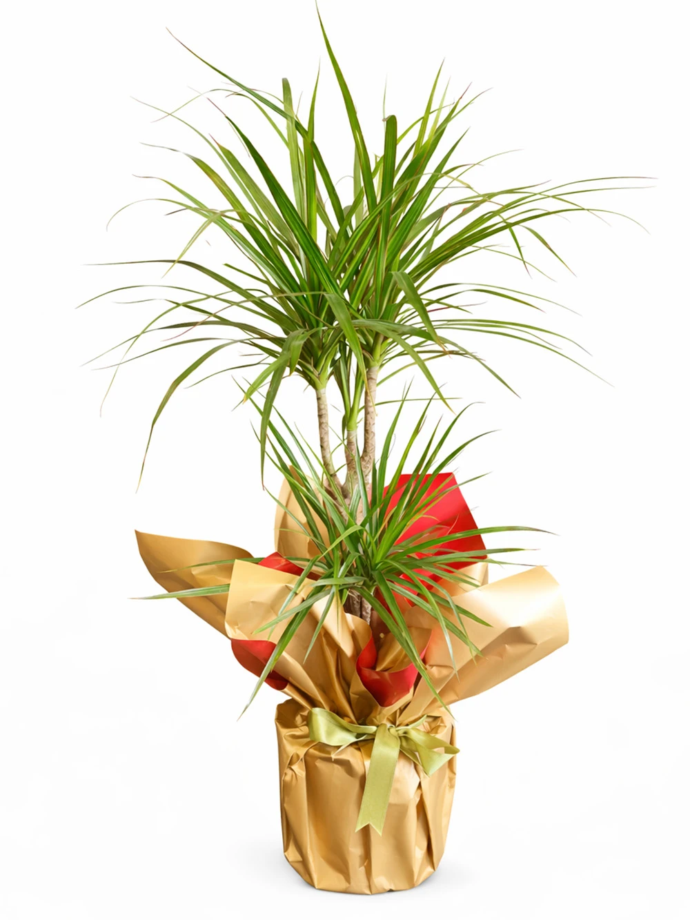 Dracaena Marginata 2 Kök Hediye Paketli - salon-ofis-bitkileri - Açelya Çiçek