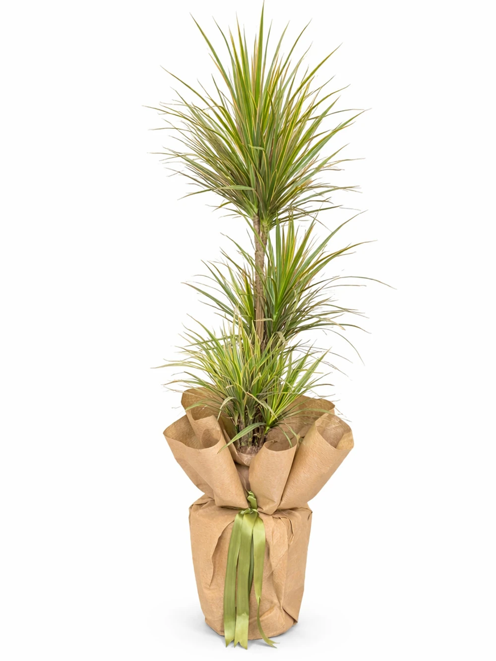 Dracaena Marginata 3 Kök Hediye Paketli - salon-ofis-bitkileri - Açelya Çiçek