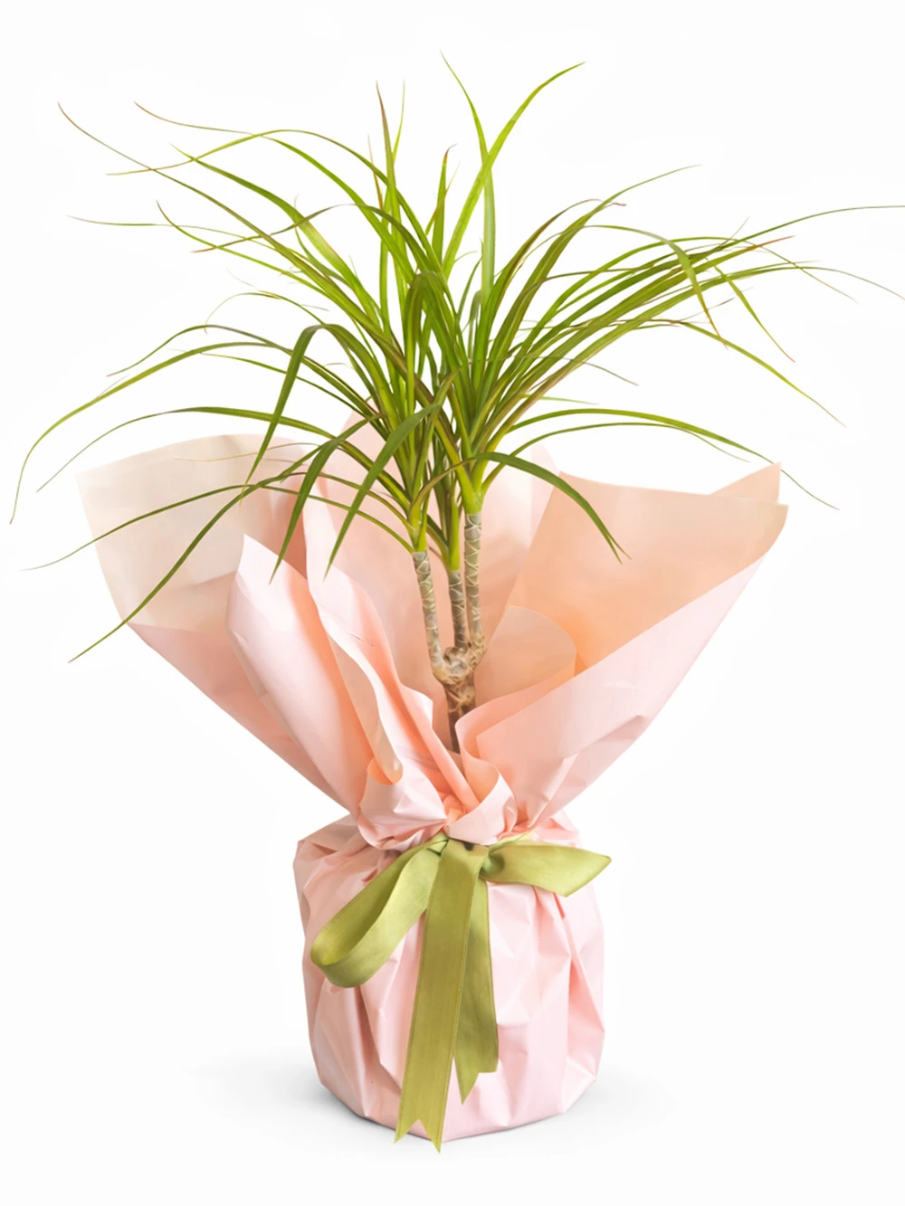 Dracaena Marginata Tek Kök Hediye Paketli - salon-ofis-bitkileri - Açelya Çiçek