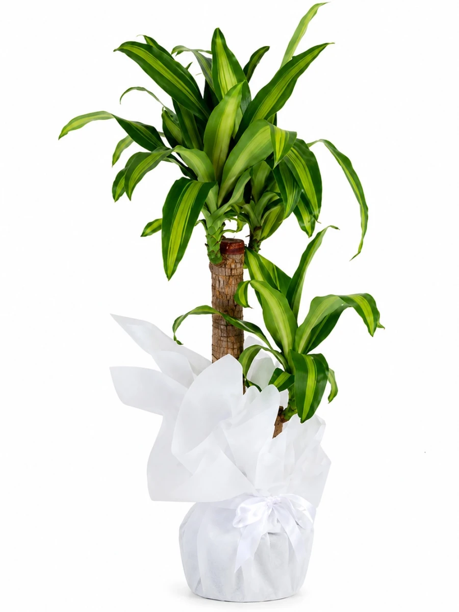 Dracaena Massengena 2 Kök Hediye Paketli - salon-ofis-bitkileri - Açelya Çiçek