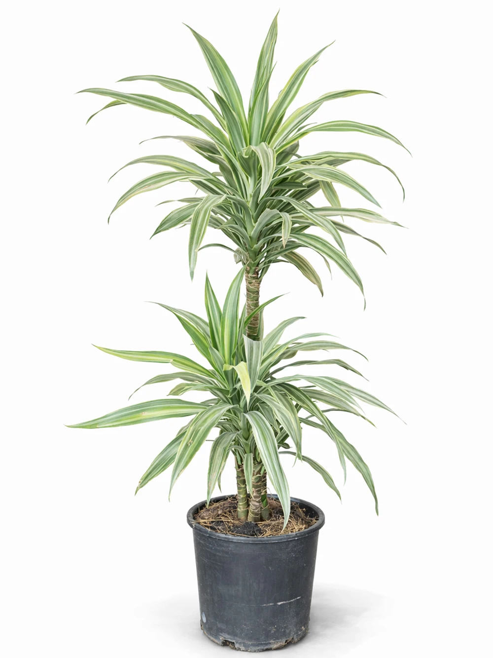 Dracaena Warneckii 2 Kök - salon-ofis-bitkileri - Açelya Çiçek