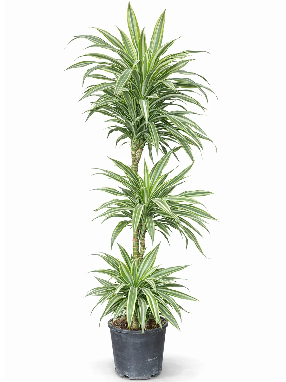 Dracaena Warneckii 3 Kök - salon-ofis-bitkileri - Açelya Çiçek