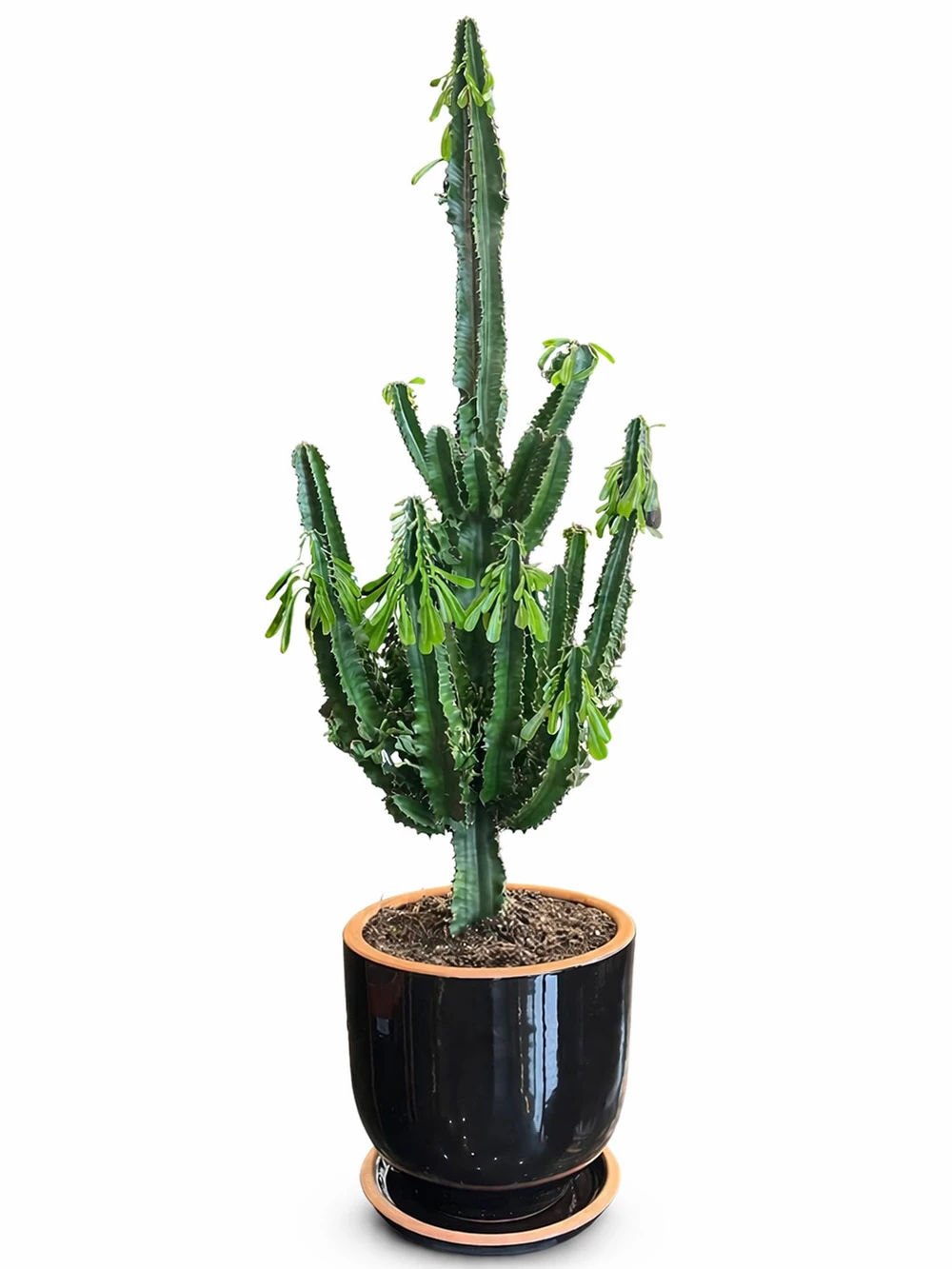 Euphorbia 130cm Sırlı Saksılı - salon-ofis-bitkileri - Açelya Çiçek