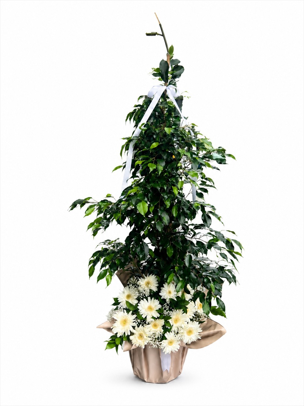 Ficus Gerbera Aranjmanı