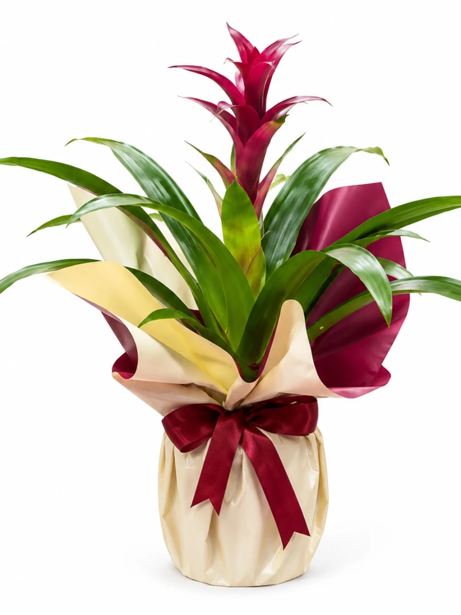 Guzmania Bordo Hediye Paketli - salon-ofis-bitkileri - Açelya Çiçek