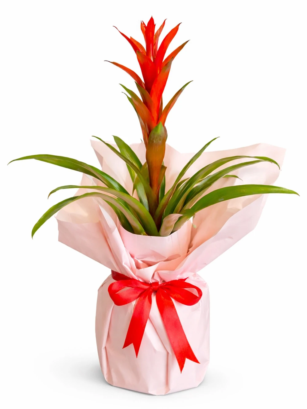 Guzmania Kırmızı Hediye Paketli - salon-ofis-bitkileri - Açelya Çiçek