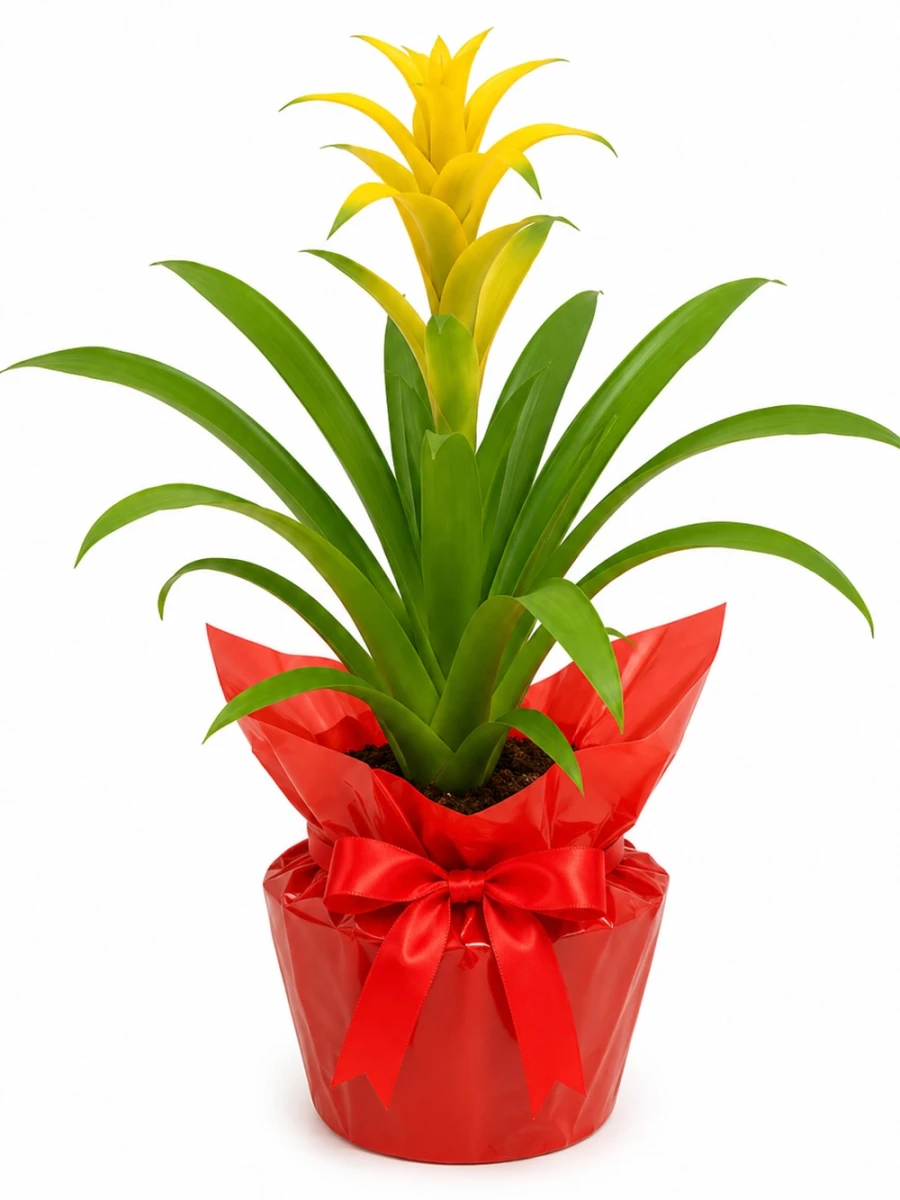 Guzmania Sarı Hediye Paketli - salon-ofis-bitkileri - Açelya Çiçek
