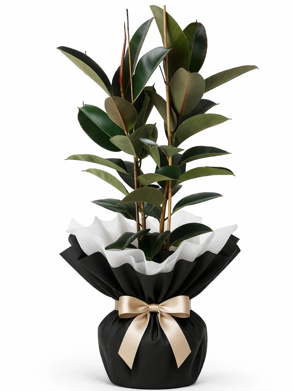 Kauçuk 2 Kök Hediye Paketli - salon-ofis-bitkileri - Açelya Çiçek