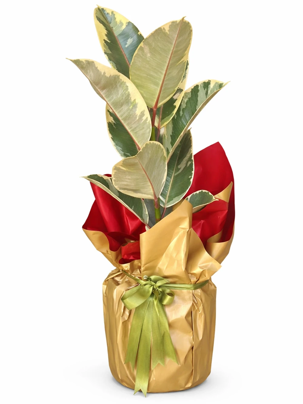 Kauçuk Alacalı Tek Kök Hediye Paketli - salon-ofis-bitkileri - Açelya Çiçek