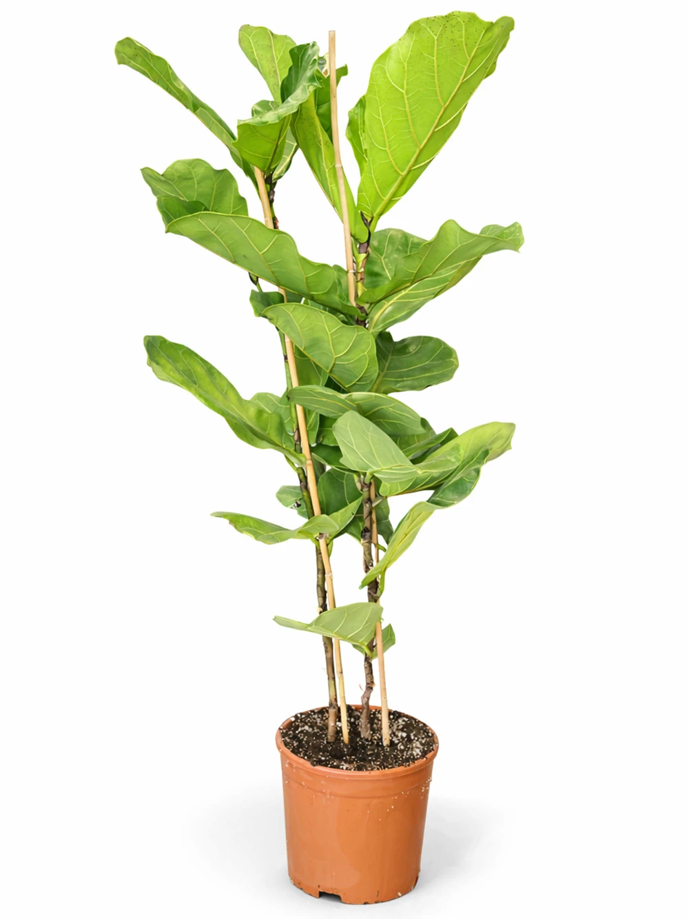 Lyrata 2 Kök - salon-ofis-bitkileri - Açelya Çiçek