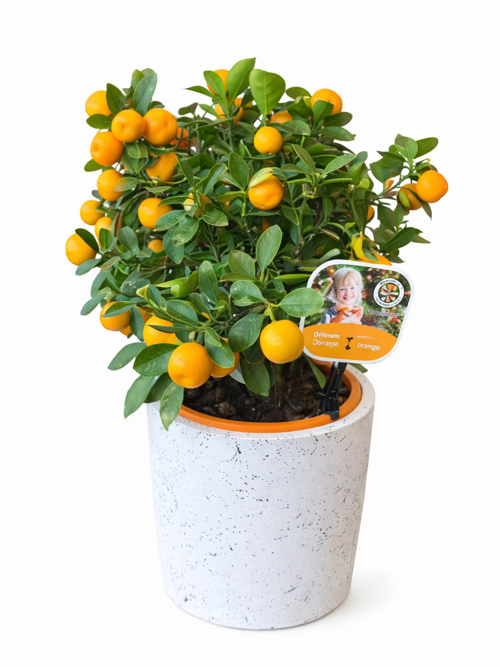 Minyatür İthal Mandalina - salon-ofis-bitkileri - Açelya Çiçek