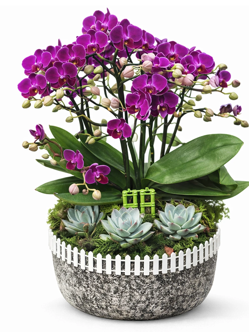 Minyatür Orkide Bahçe - salon-ofis-bitkileri - Açelya Çiçek