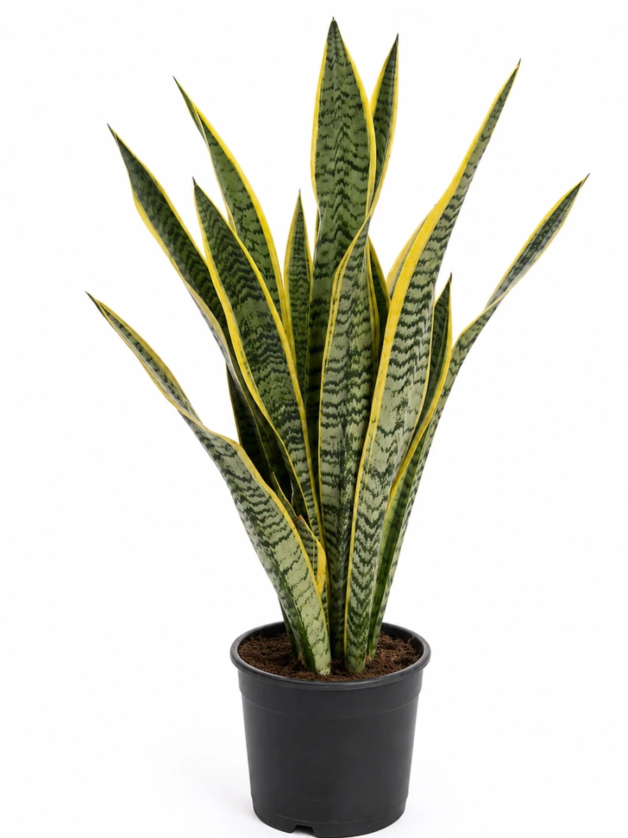 Sansaeveria Paşa Kılıcı - salon-ofis-bitkileri - Açelya Çiçek