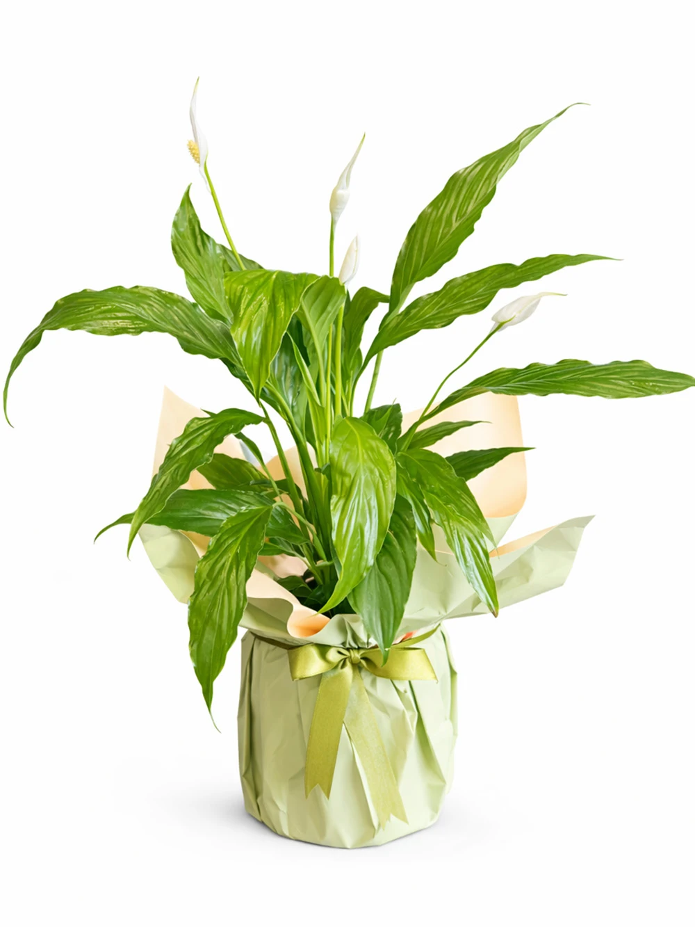 Spathiphyllum Barış Çiçeği Hediye Paketli - salon-ofis-bitkileri - Açelya Çiçek