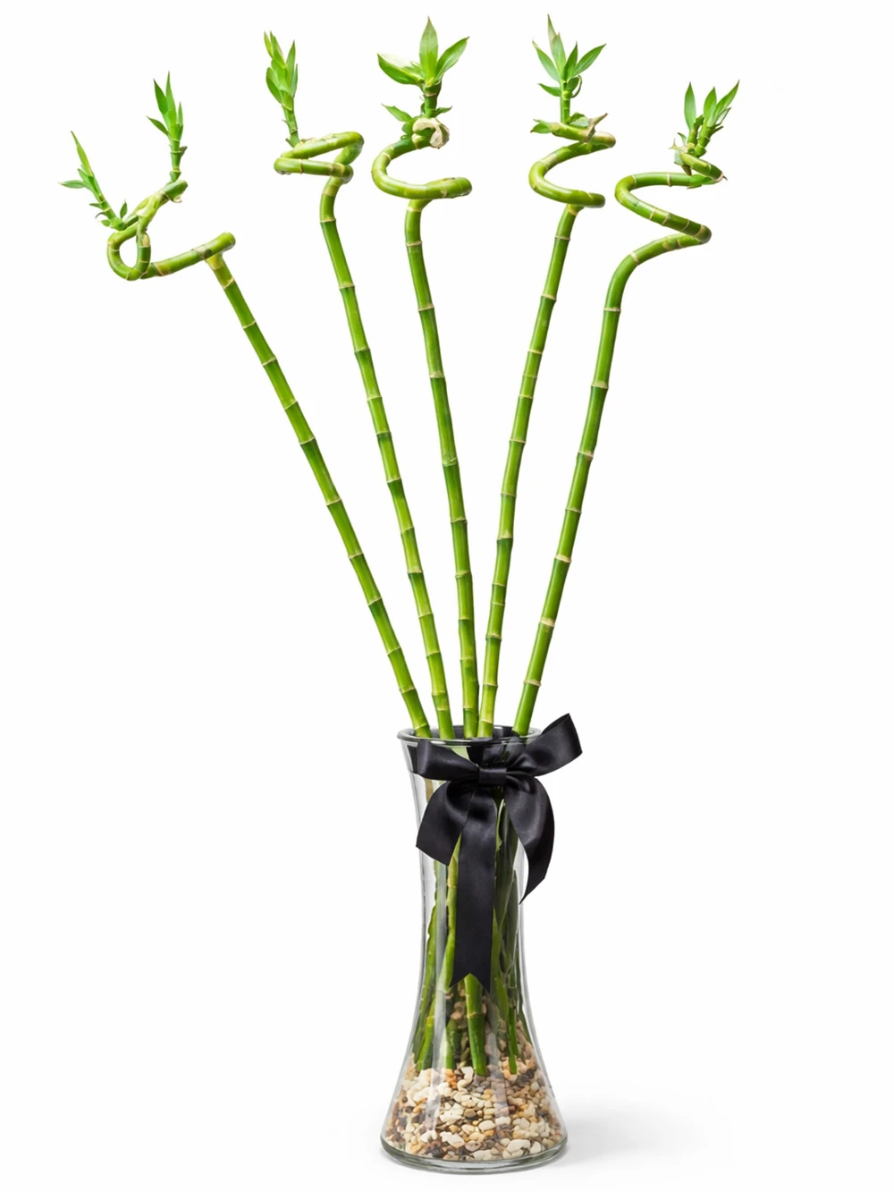Vazoda 5 Şans Bambu - salon-ofis-bitkileri - Açelya Çiçek