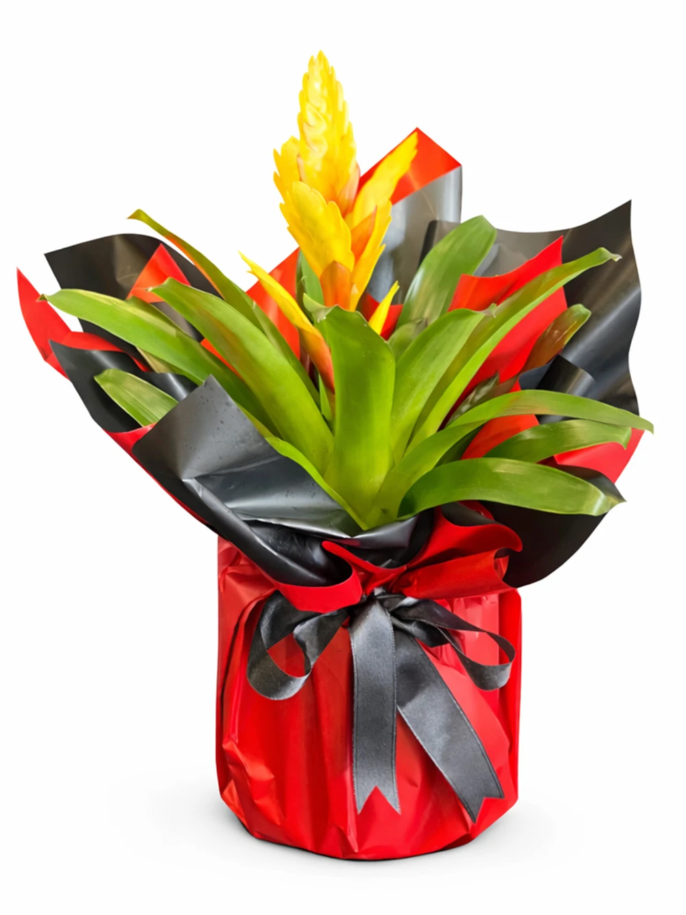 Vriesea Sarı Hediye Paketli - salon-ofis-bitkileri - Açelya Çiçek