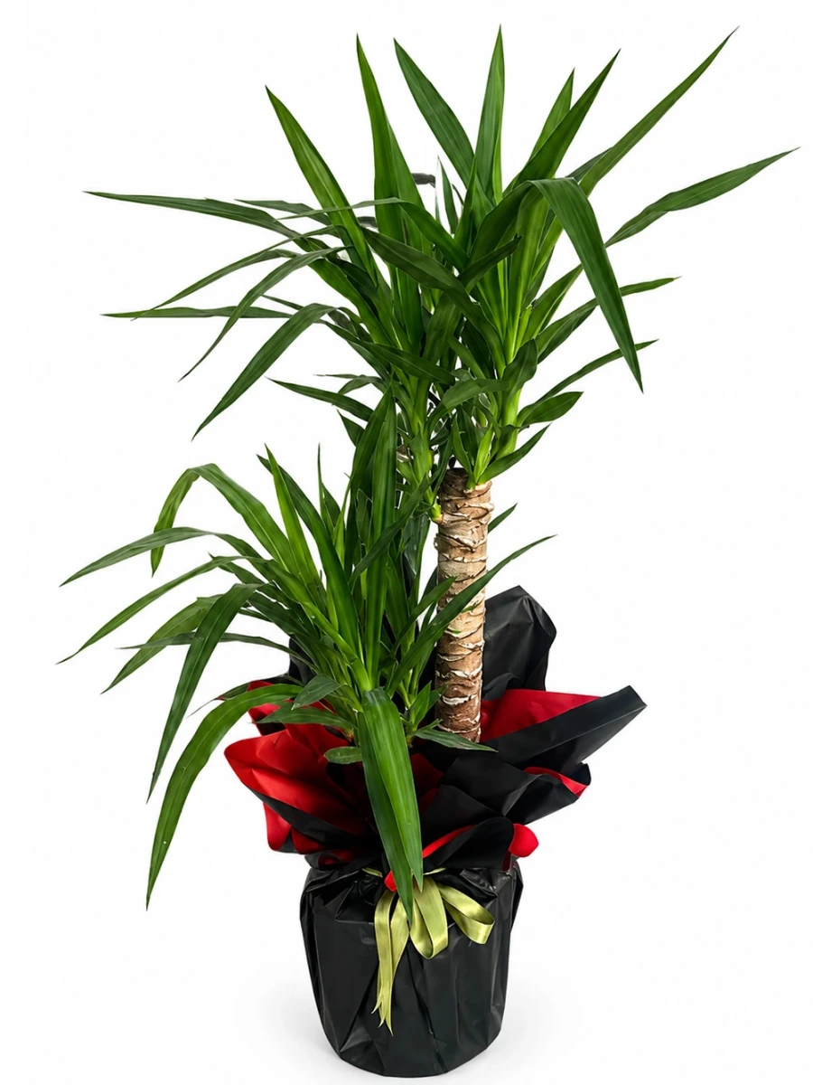 Yucca 2 Kök Hediye Paketli - salon-ofis-bitkileri - Açelya Çiçek