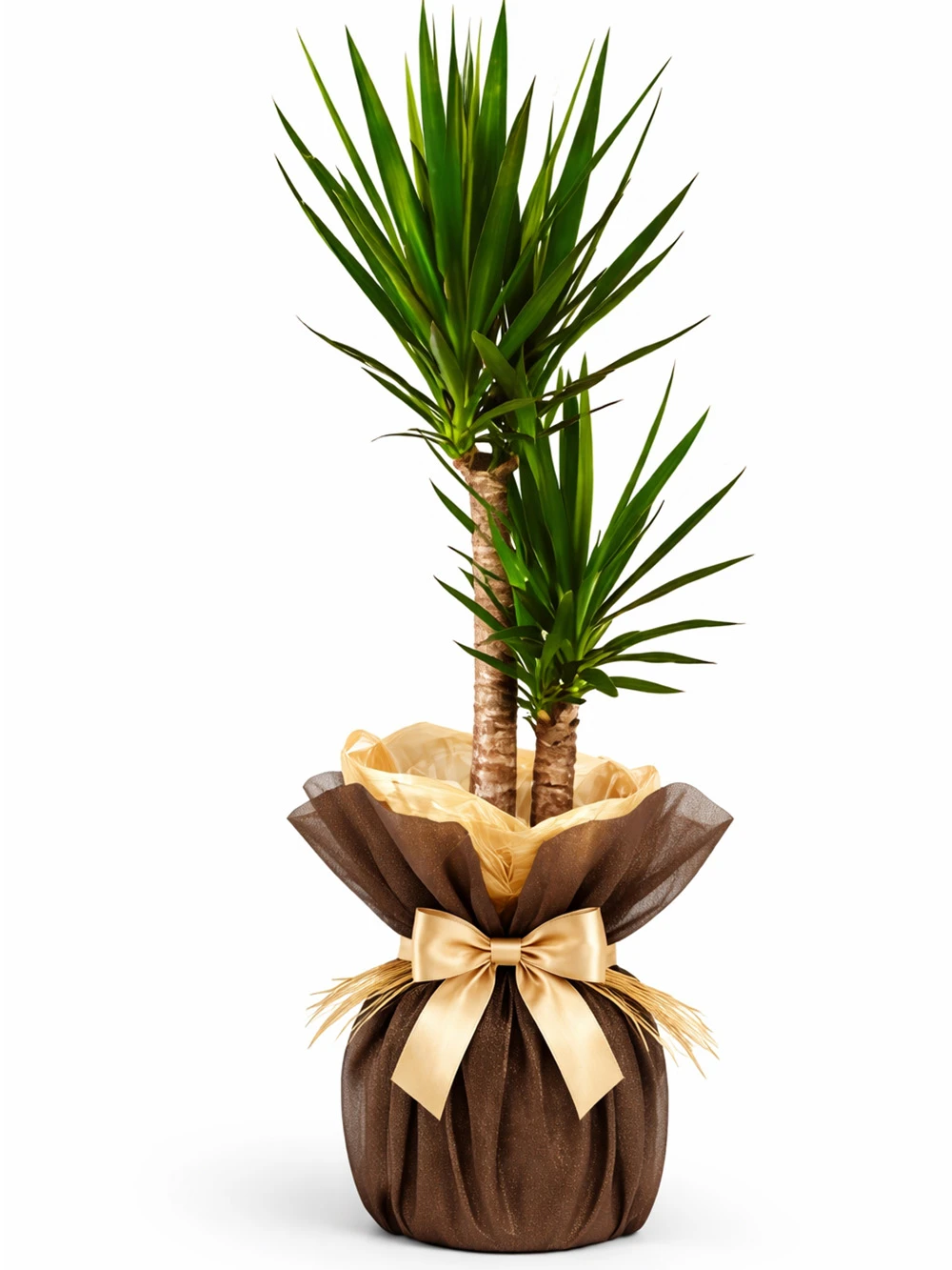 Yucca 2 Kök Hediye Paketli - salon-ofis-bitkileri - Açelya Çiçek