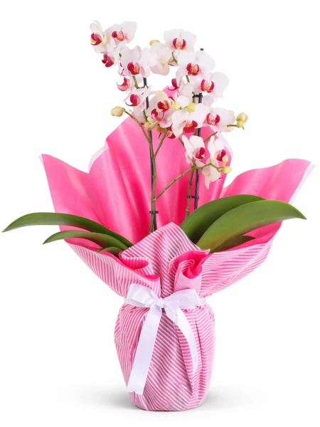 2 Dallı Beyaz Pembe Orkide Hediye Paketli
