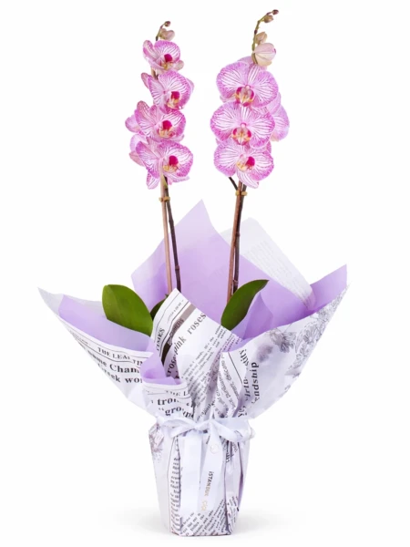 2 Dallı Kırçıllı Pembe Orkide Hediye Paketli