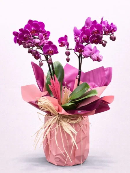 2 Dallı Koyu Mor Minyatür Orkide