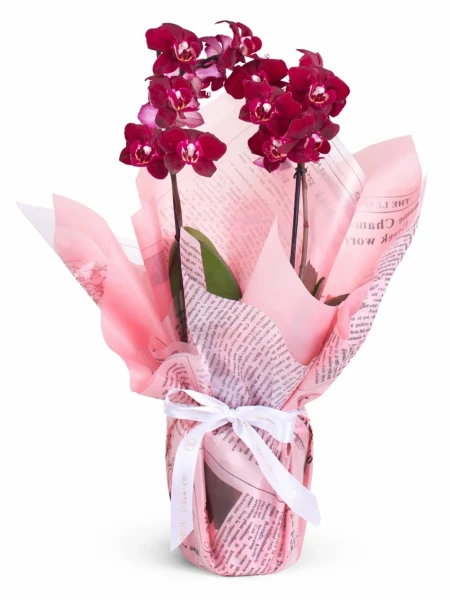 2 Dallı Mürdüm Orkide Hediye Paketli