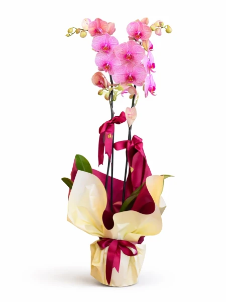 2 Dallı Pembe Benekli Orkide