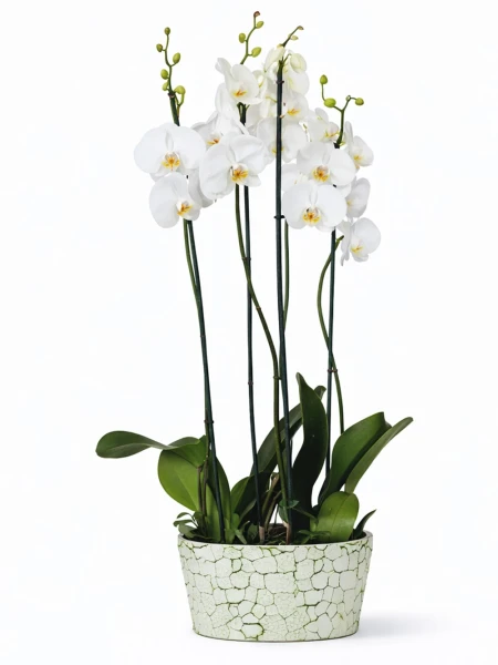 4 Dallı Beyaz Orkide