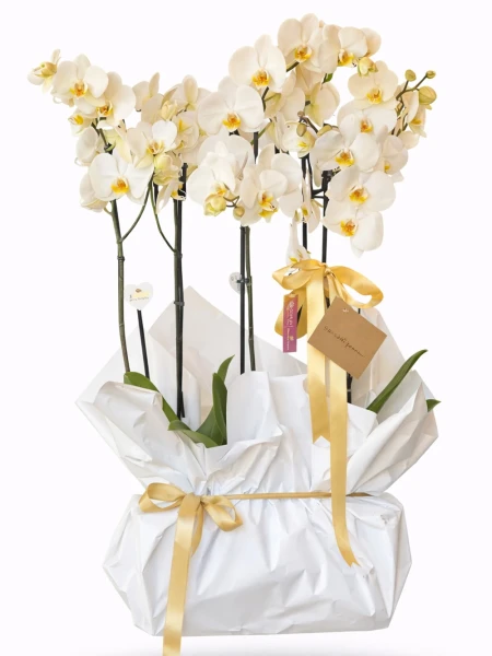 4 Dallı Beyaz Orkide Hediye Paketli