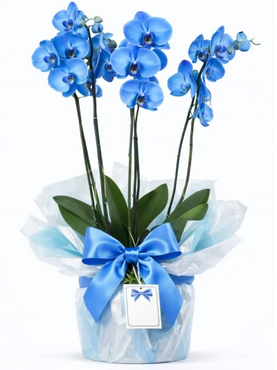 4 Dallı Mavi Orkide Hediye Paketli