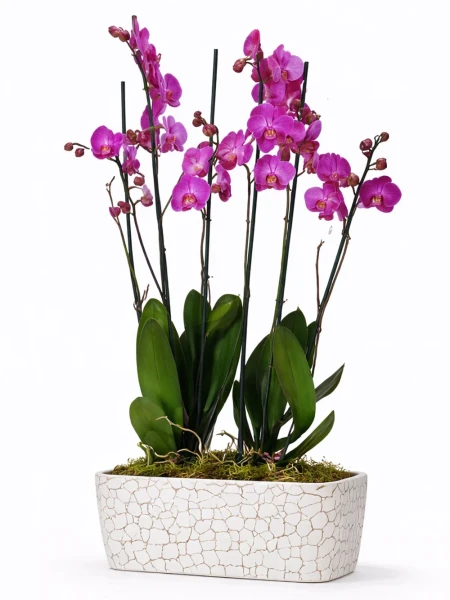 4 Dallı Mor Orkide