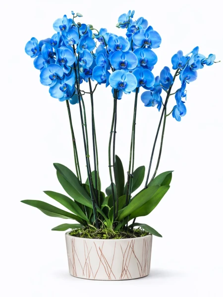 6 Dallı Mavi Orkide