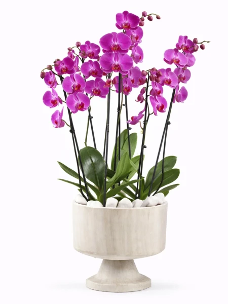 6 Dallı Mor Orkide Ayaklı Saksı