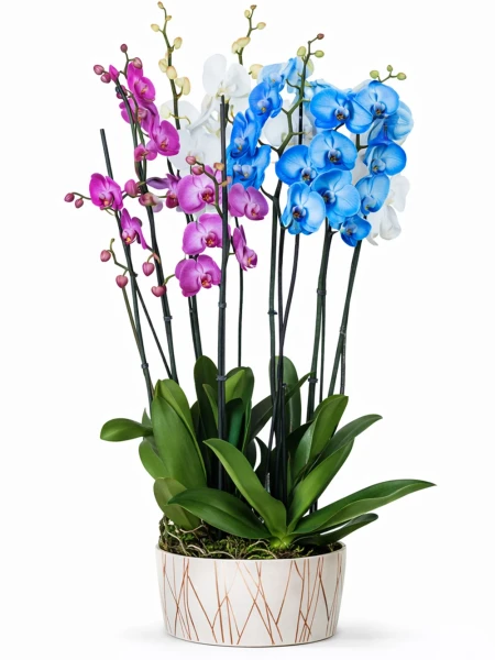 8 Dallı Mavi Mor Beyaz Orkide
