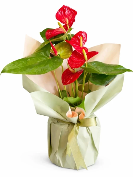 Antoryum Kırmızı Hediye Paketli