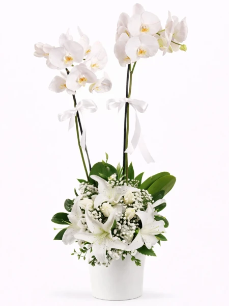 Beyaz Orkide Beyaz Aranjman