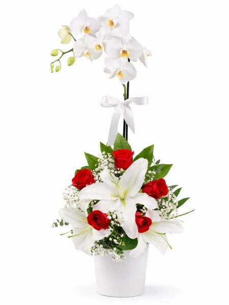 Beyaz Orkide Kırmızı Aranjman